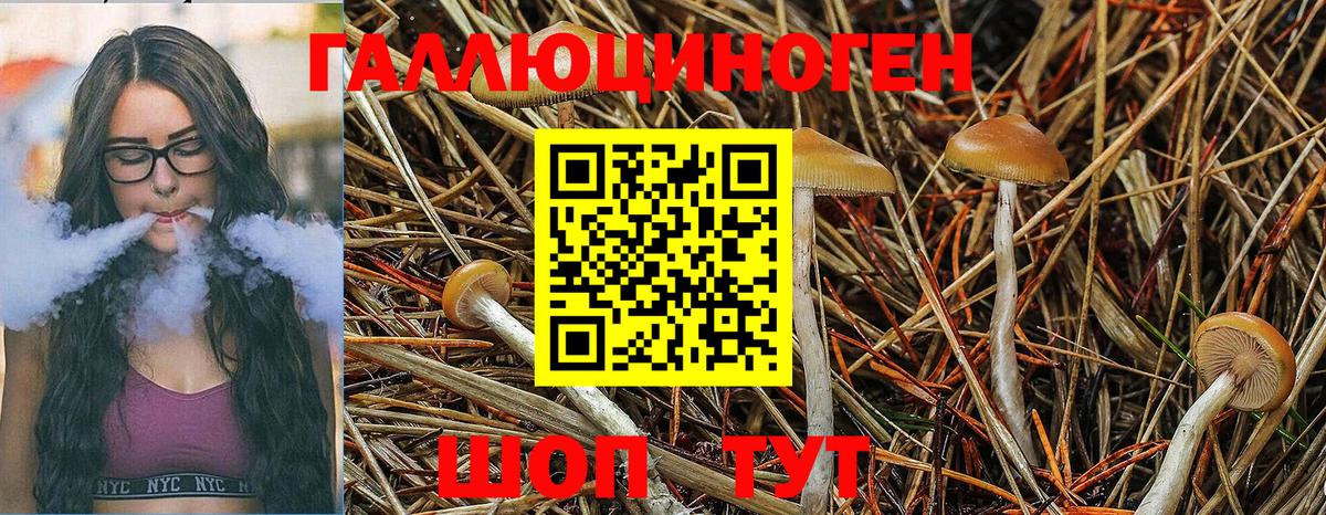Псилоцибиновые грибы Psilocybe  Псилоцибиновые грибы прущие грибы  Вход с VPN  Лениногорск 